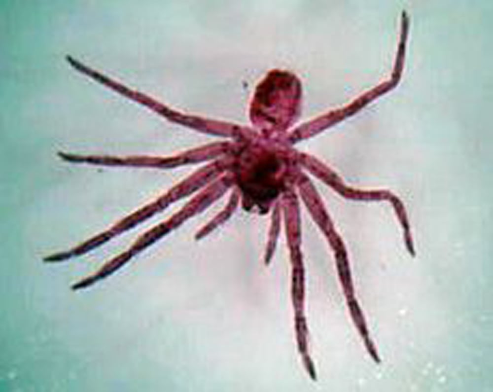 Spider, whole mount (prepared microscope slide)