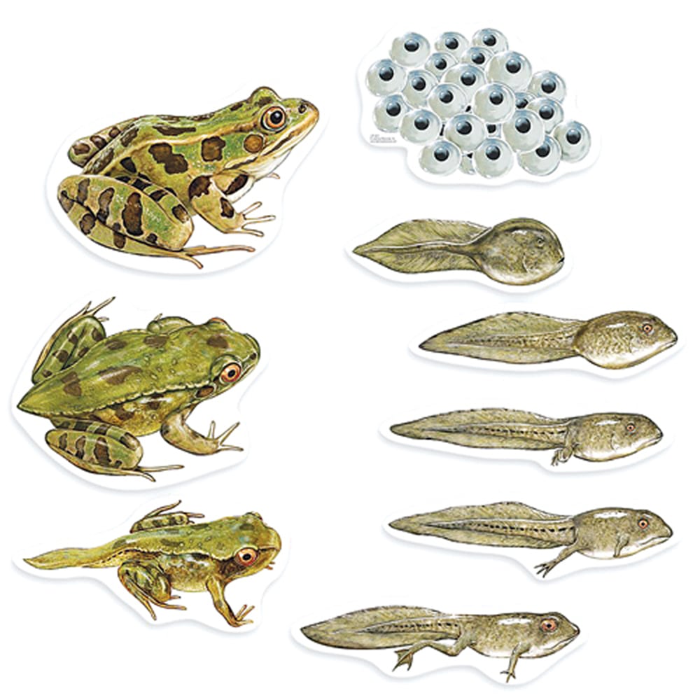 Giant Frog Life Cycle Magnets