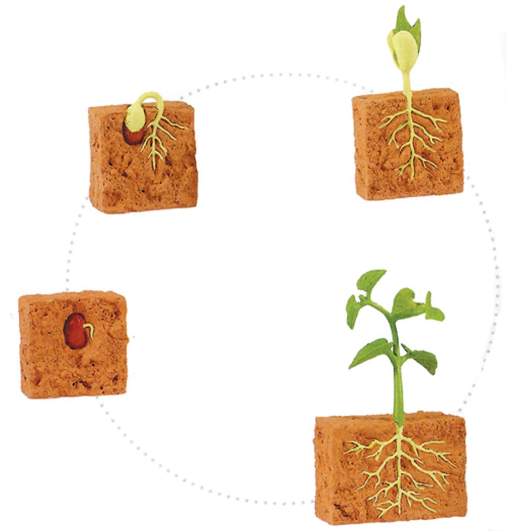 Bean Plant Life Cycle Models Set