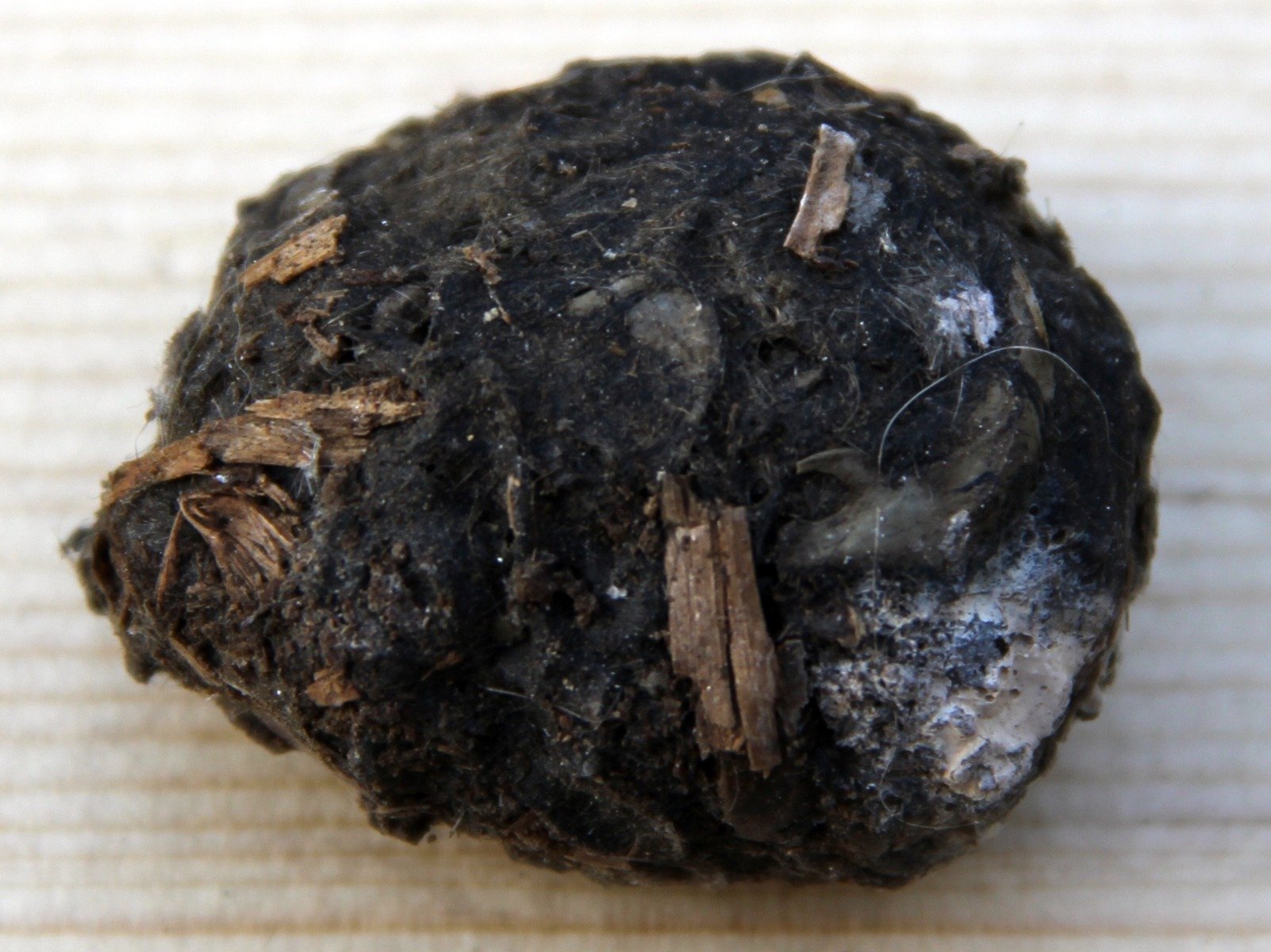 Barn Owl Pellet (Small)