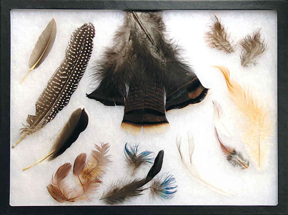 Comprehensive Feather Types Display