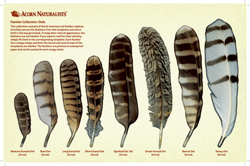 North American Bird Feather Replicas® Set: Owls