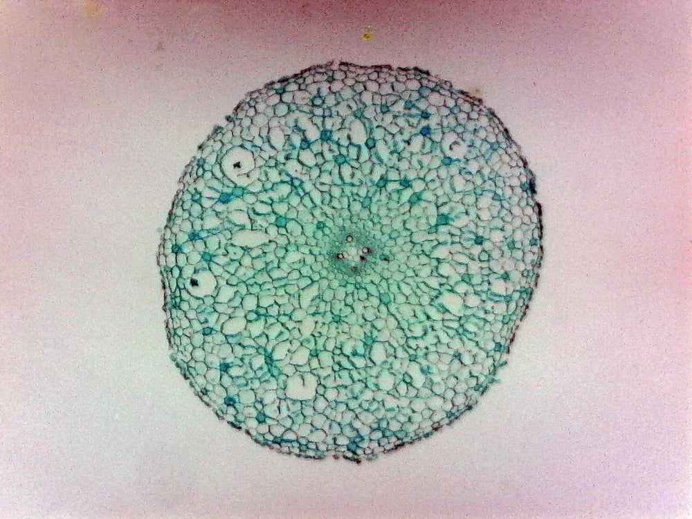 Stem, ranunculus, cross-section (prepared microscope slide)