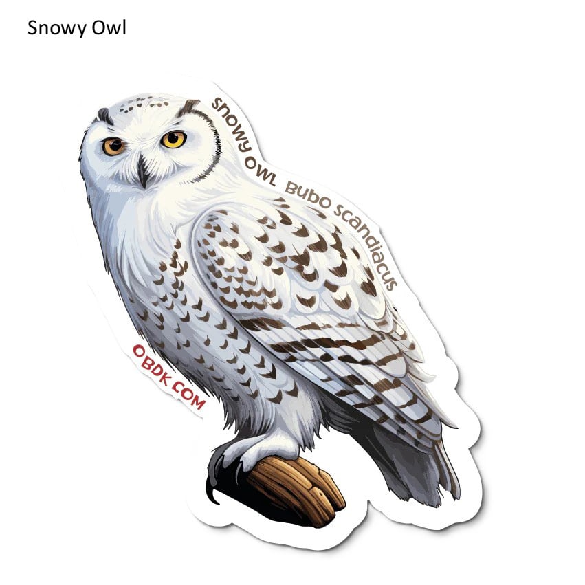 Snowy Owl Sticker Pack (10 Stickers)