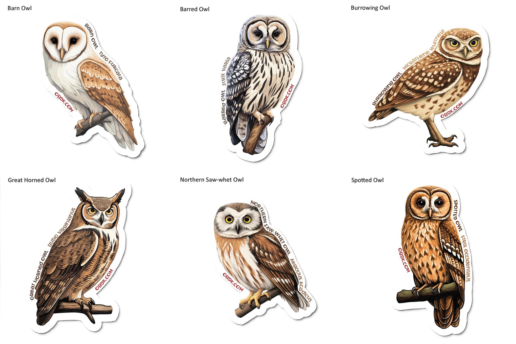 Owl Stickers Set #1 (6 Species)