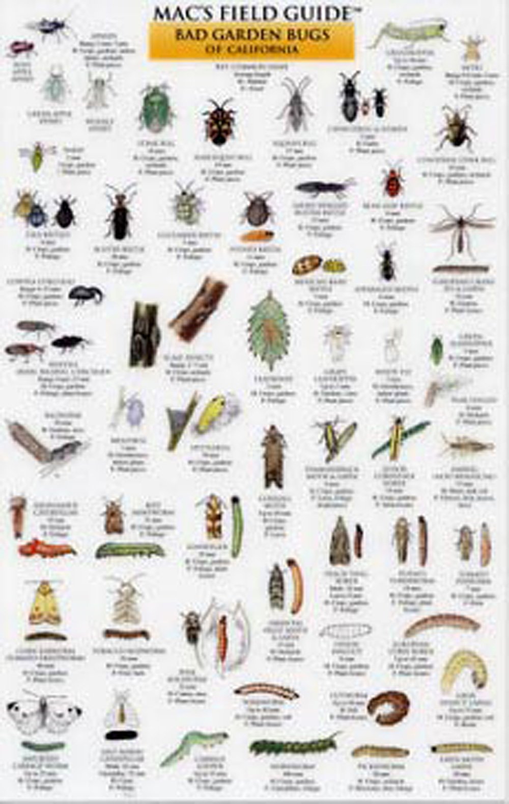 Mac's Field Guide® to Garden Bugs of California (Laminated) 
