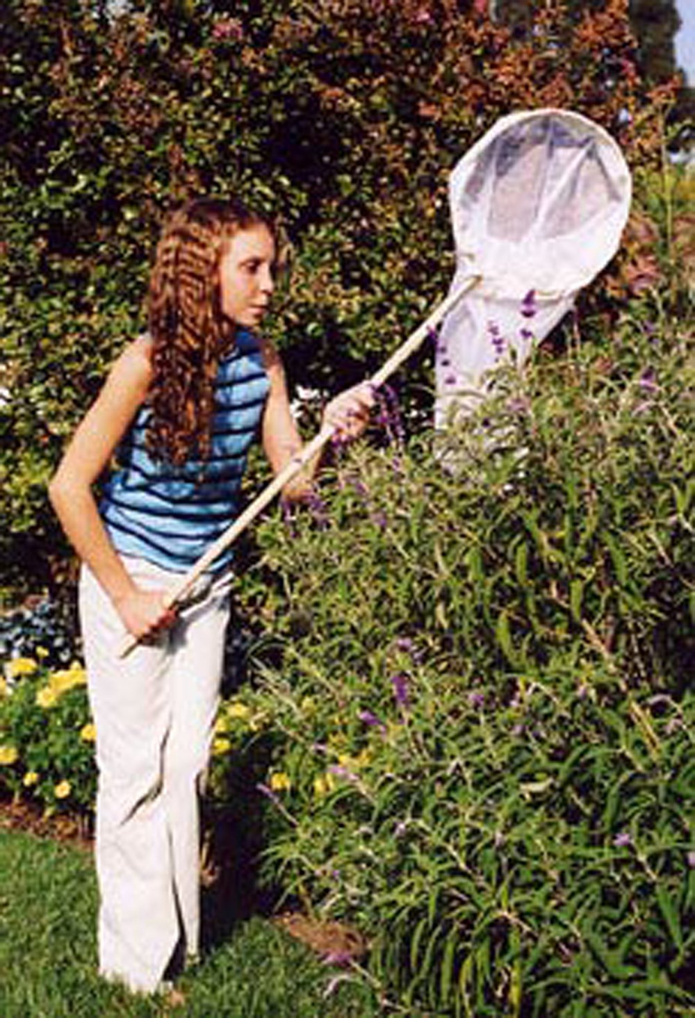 Field Insect Net (12" Aerial)