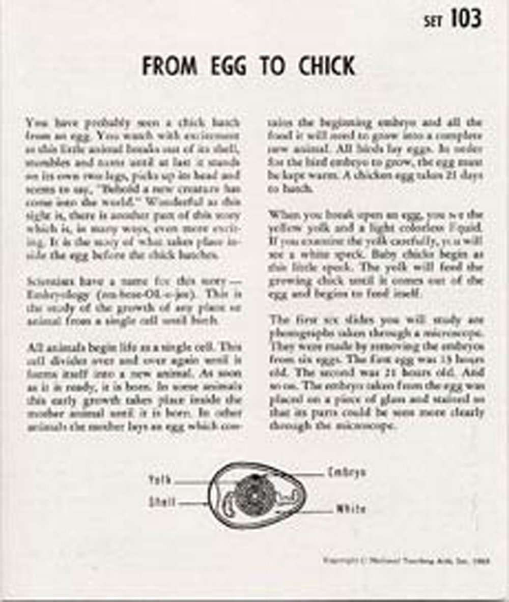 From Egg to Chick (Microslide® Lesson Set)