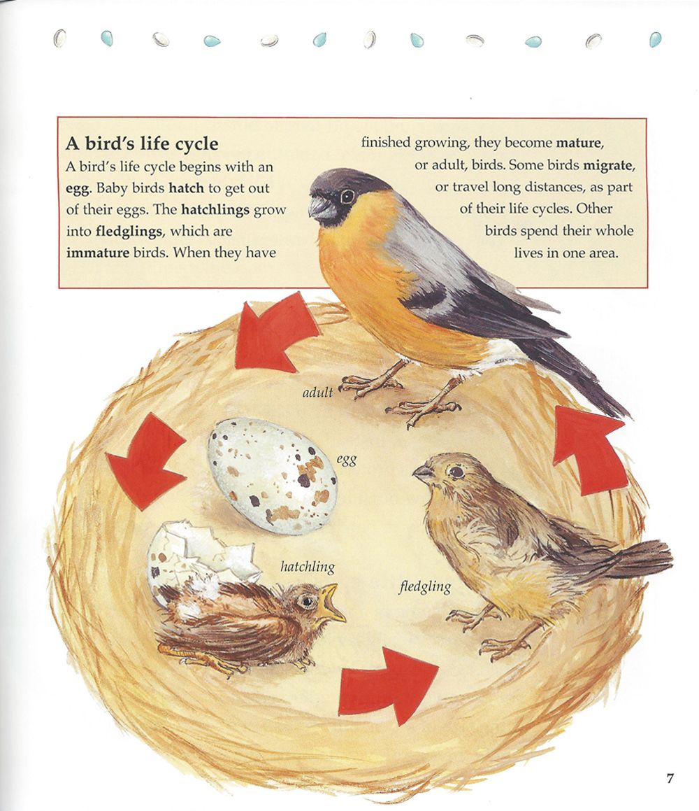 The Life Cycle of a Bird