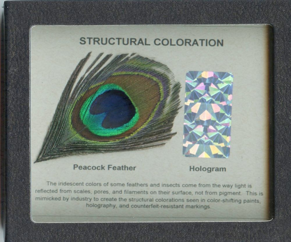 Biomimicry Display Set