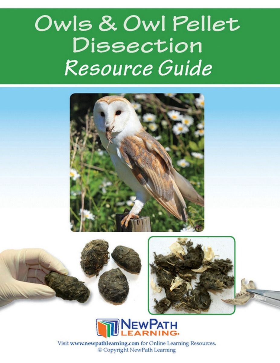 Owl Pellet Classroom Discoveries Kit, Teach Owl Habitat & Behavior