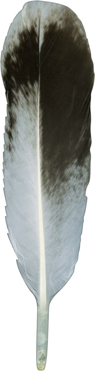 売約済み　帯留め〈Bird feather・モノトーン〉 t-23091.jpg