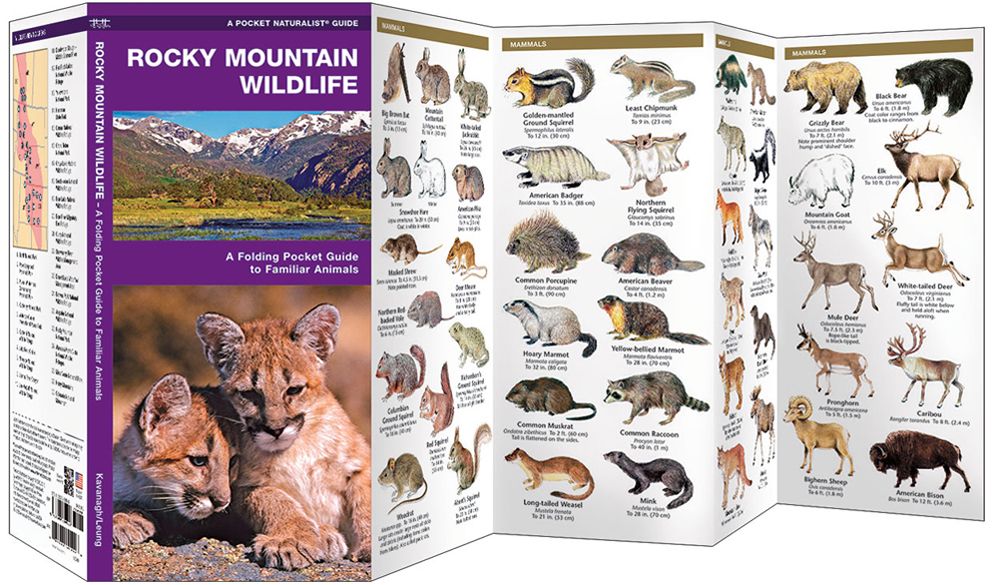 Rocky Mountain Wildlife (Pocket Naturalist® Guide)
