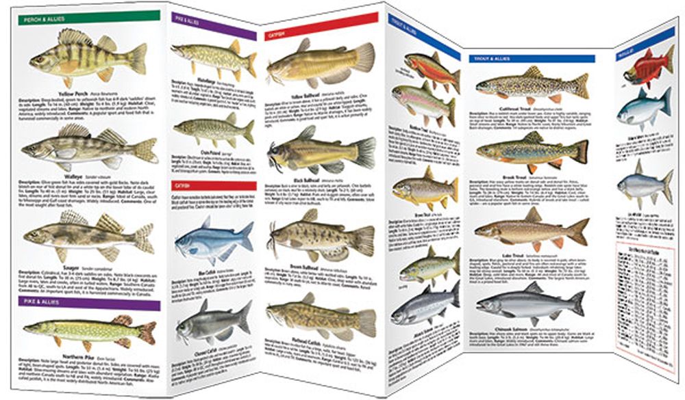 Bass & Freshwater Game Fish of North America (Pocket Fish