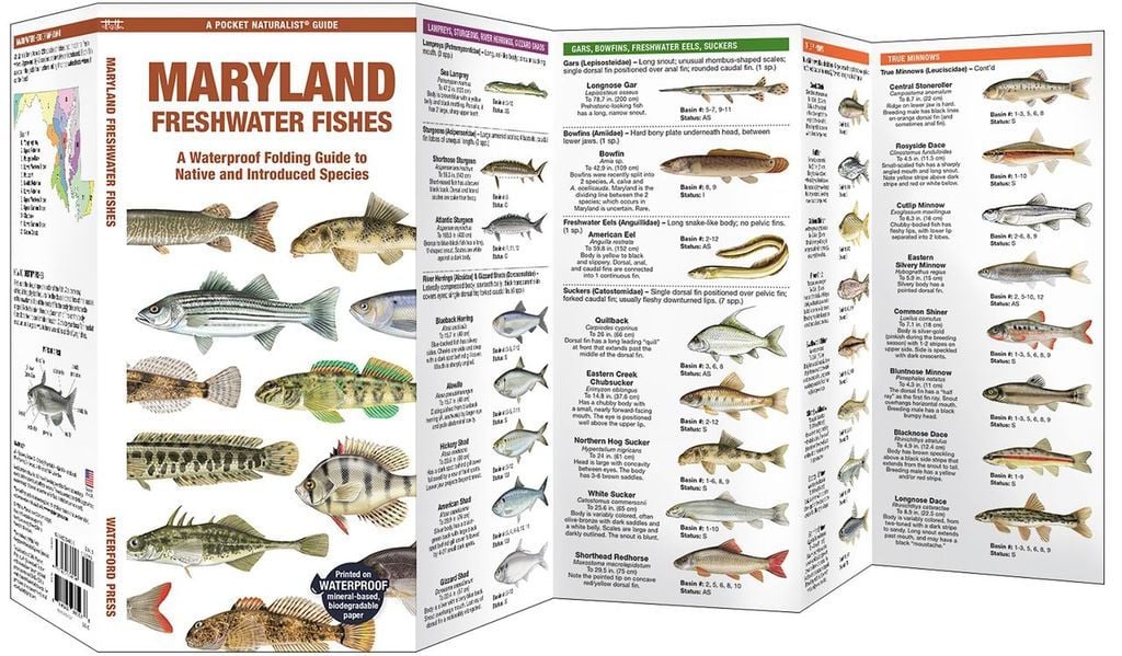 Maryland Freshwater Fishes (Pocket Naturalist® Guide)
