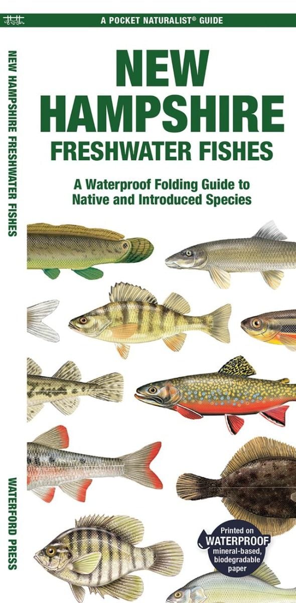 New Hampshire Freshwater Fishes (Pocket Naturalist® Guide)