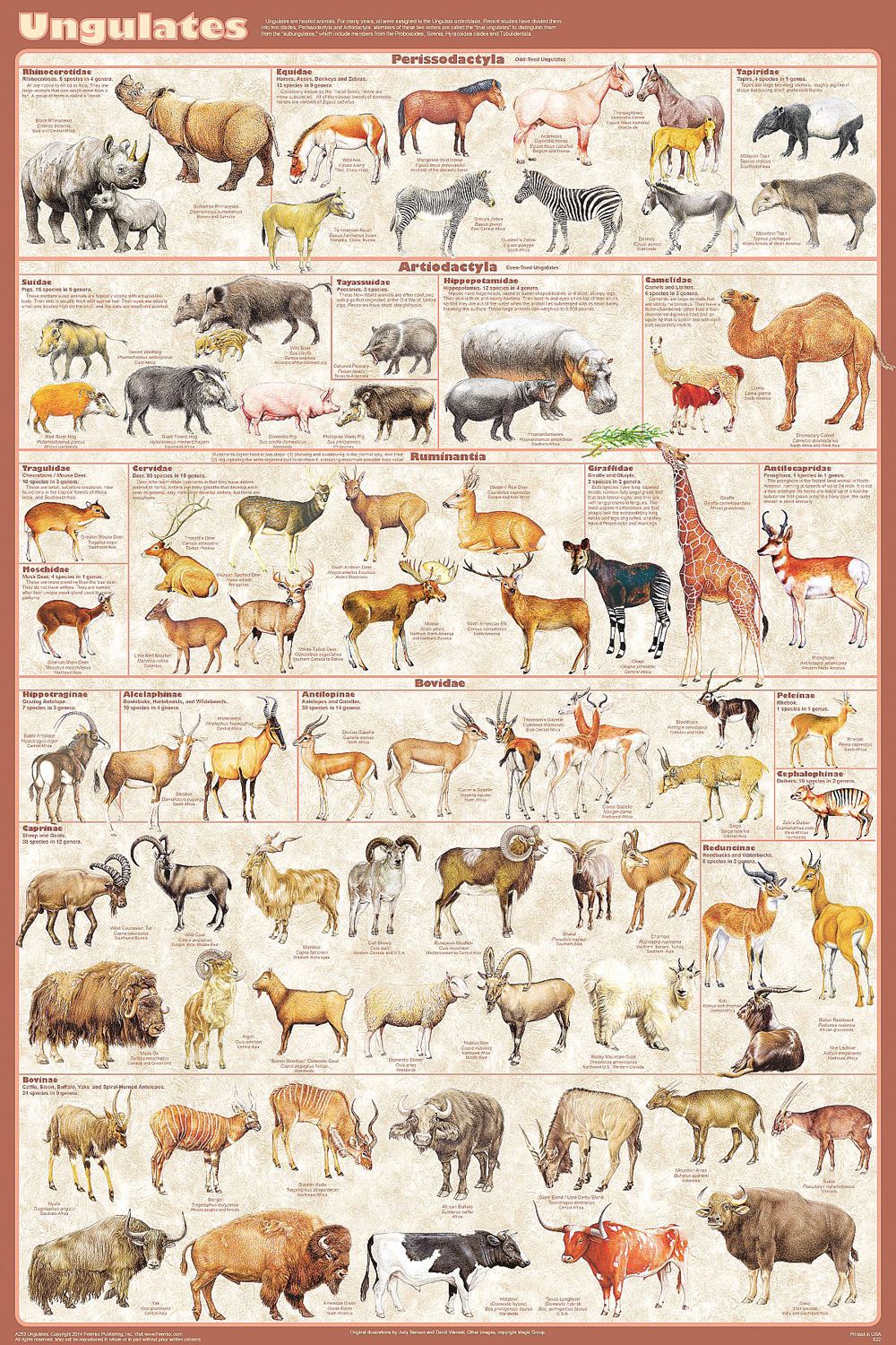 III. Major Families of Hoofed Mammals