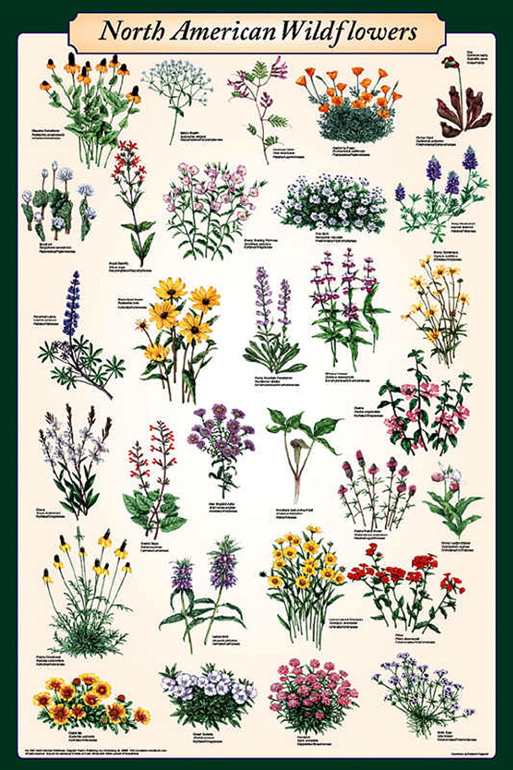 North American Wildflowers (Laminated Poster)