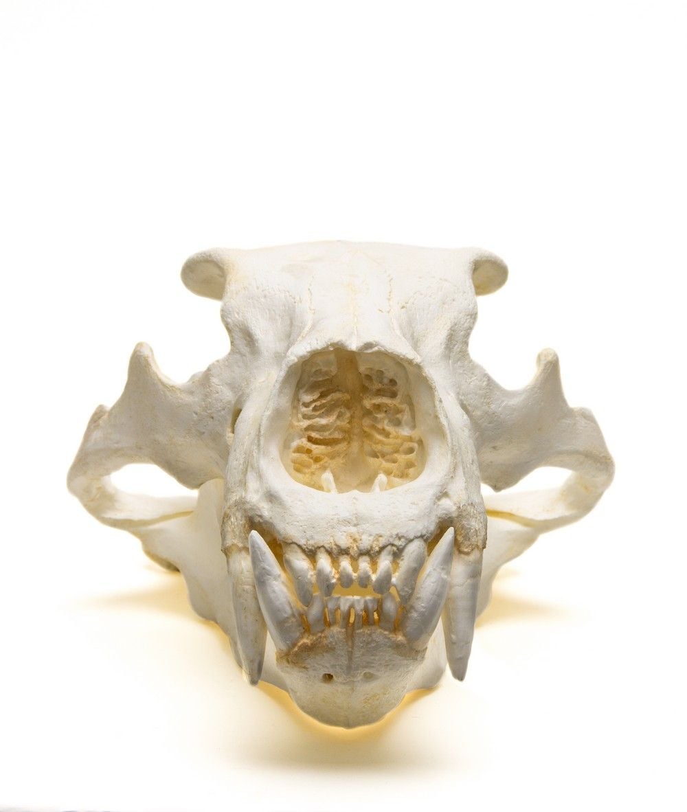 置物 polar bear skull il_1080xN.6856520967_k0zj.jpg