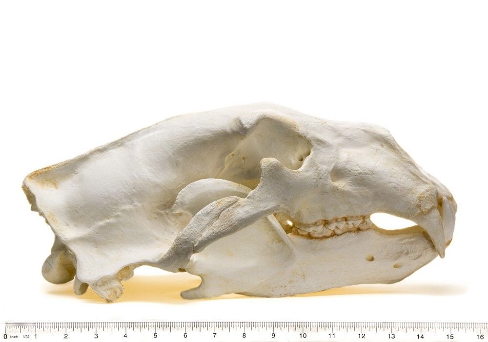 Polar Bear Replica Skull