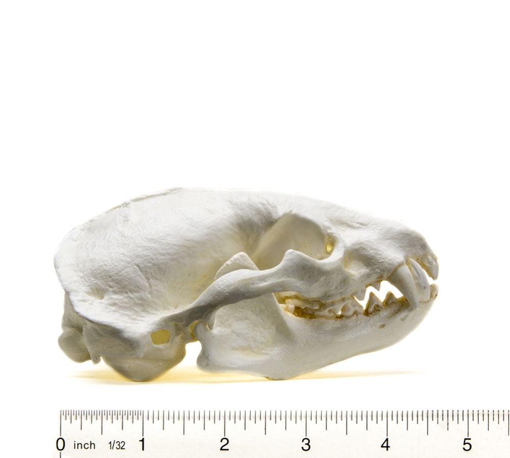 American Badger Skull Replica