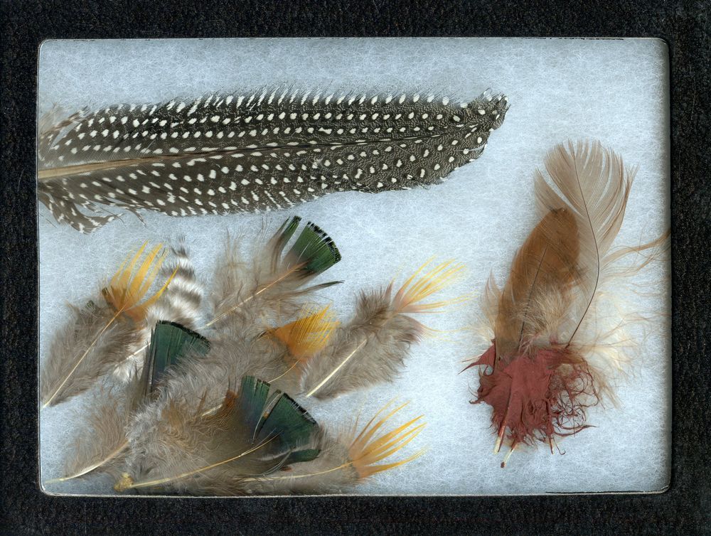 North American Bird Feather Replicas® Set: Birds Of Prey II