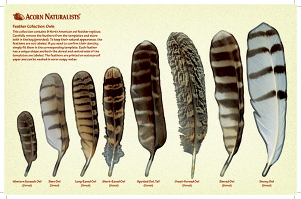 North American Bird Feather Replicas® Set: Wetland & Seashore Birds