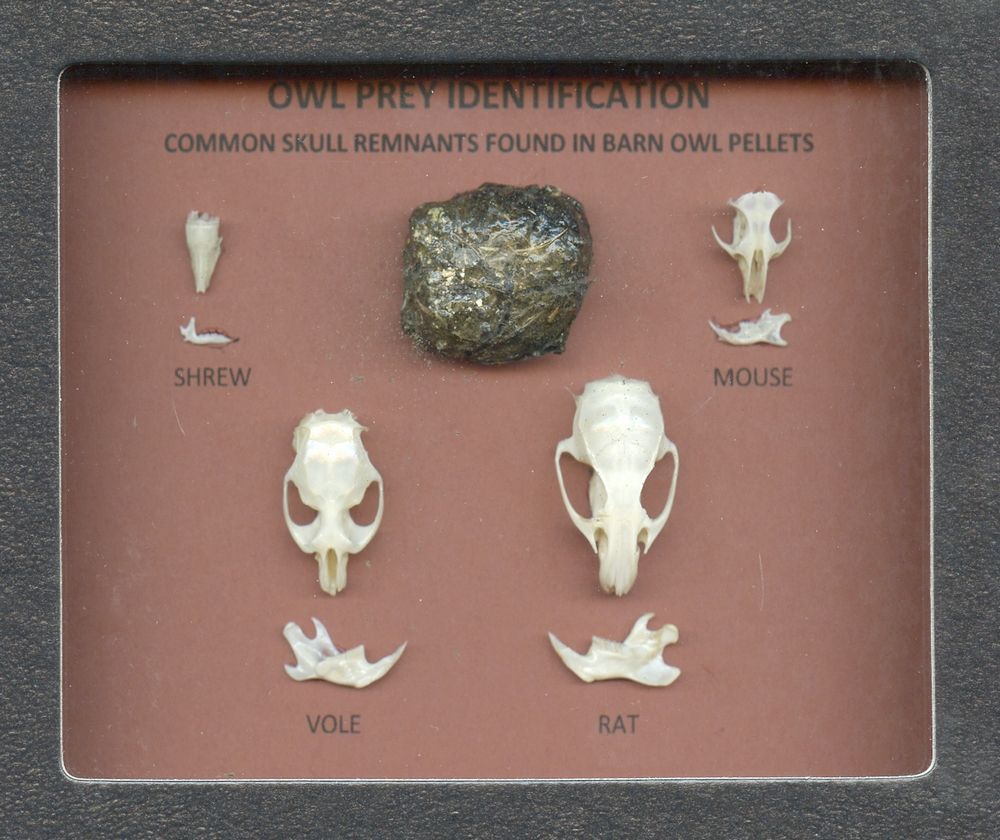 Owl Pellet Classroom Discoveries Kit, Teach Owl Habitat & Behavior