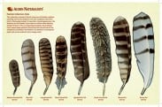Feather Replicas